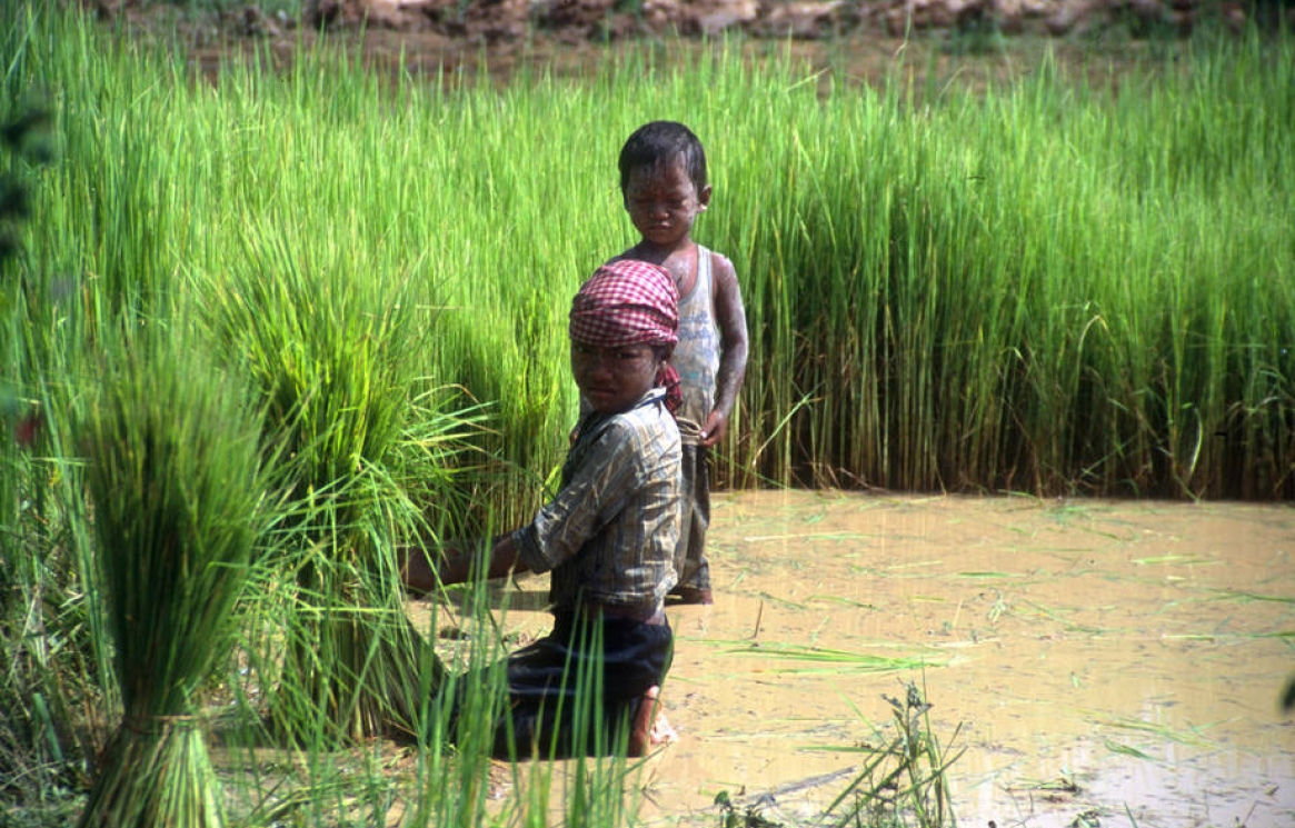 https://www.paeseferreira.com.br/images/06-15-fao-child-labour.jpg