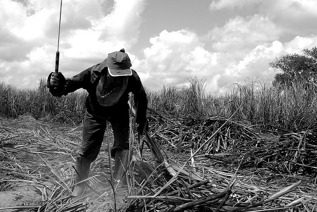 sugarcane_wikileaks.jpg
